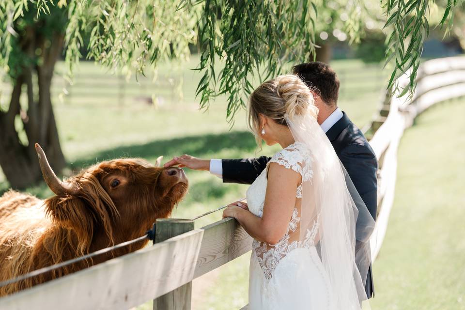 Highland Cattle