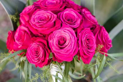 Bright pink roses -Rachael Koscica Photography