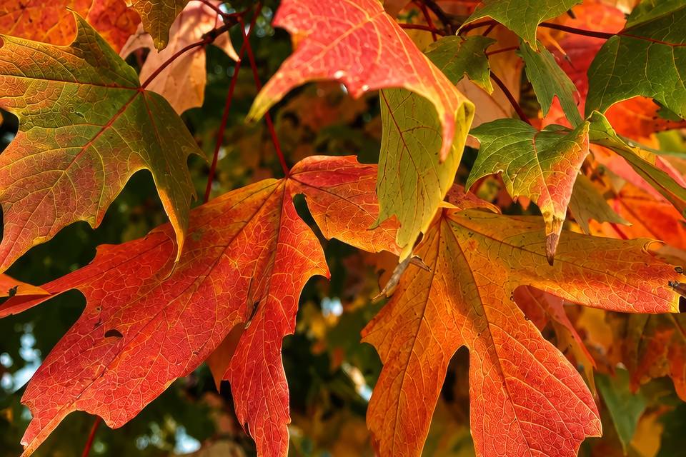 Autumn Flames