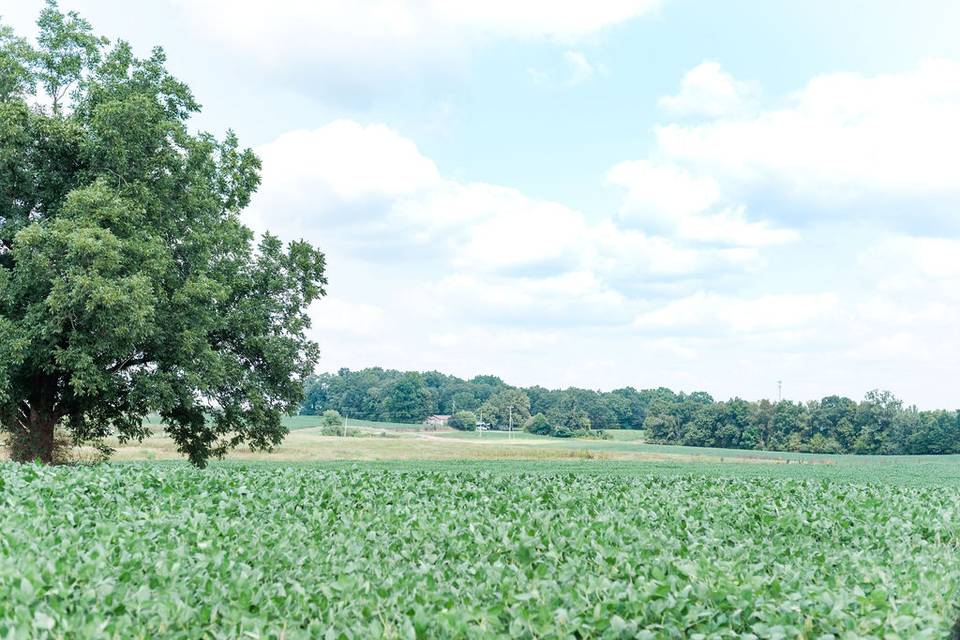 Soy bean fields