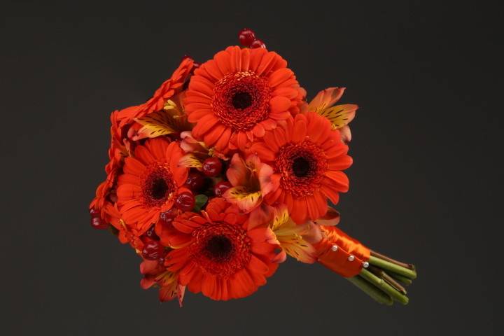 Orange Gerber Daisies