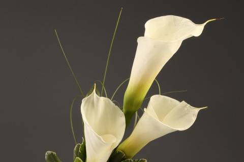 Classy Calla Lillies