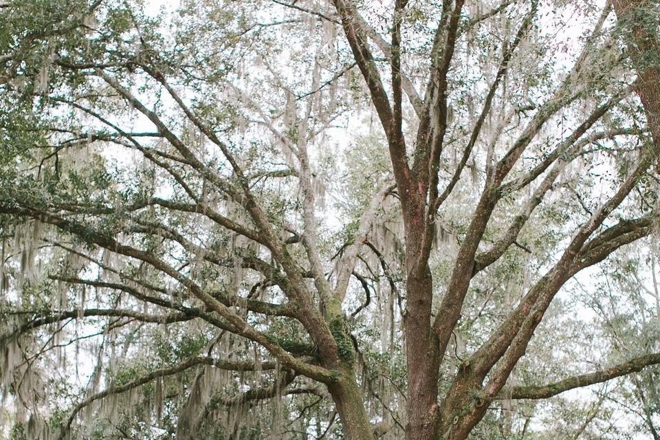 Ceremony tree