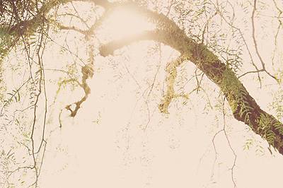 Maryanne McGuire Photography