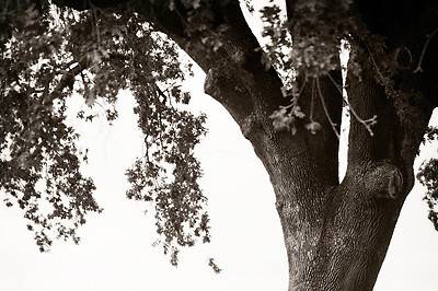 Maryanne McGuire Photography