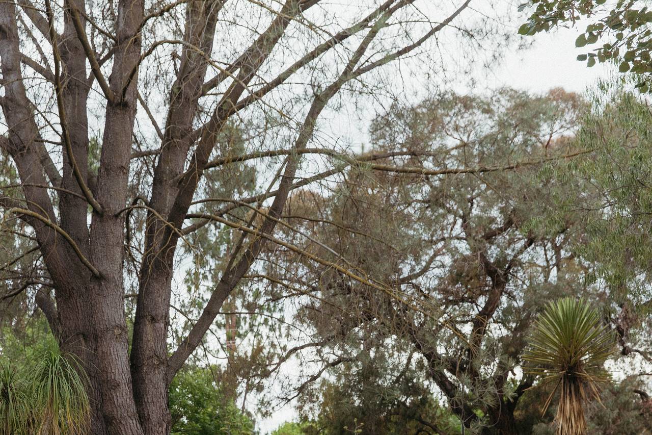 The Ruth Bancroft Garden - Park & Outdoor Weddings - Walnut Creek, CA ...