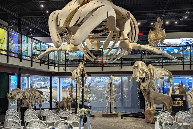 SKELETONS: Museum of Osteology