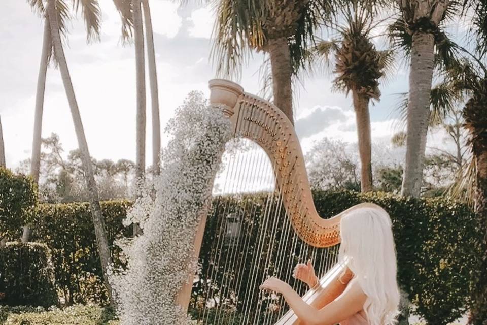 Estero Harpist