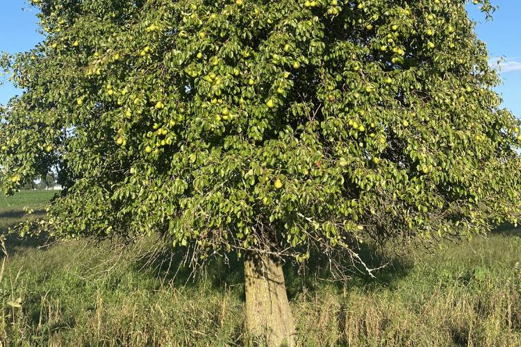 Pear Tree on Estate