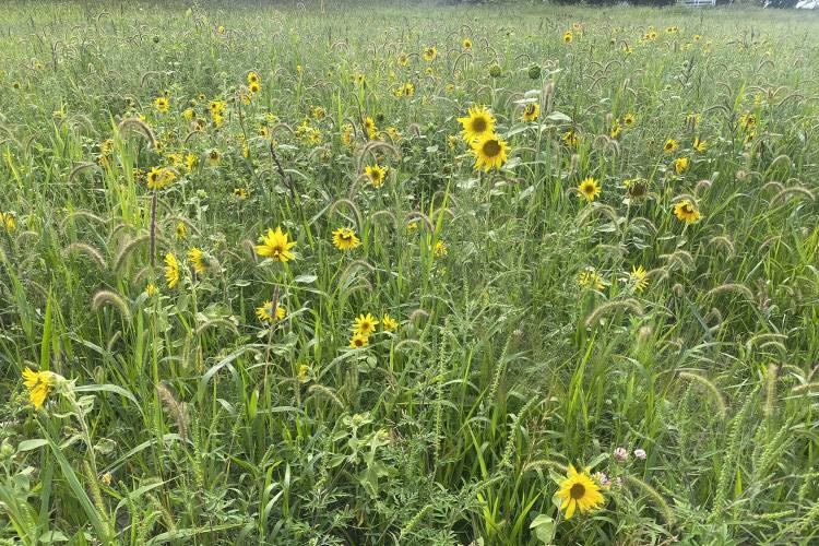 Sunflower Field