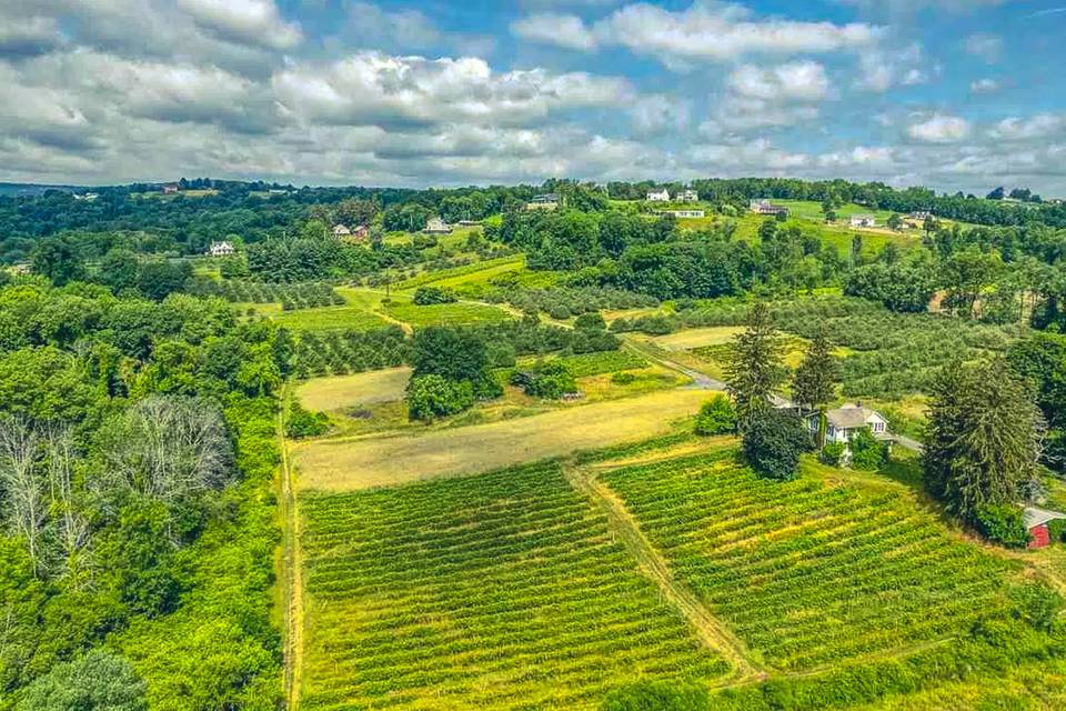 Vineyard views