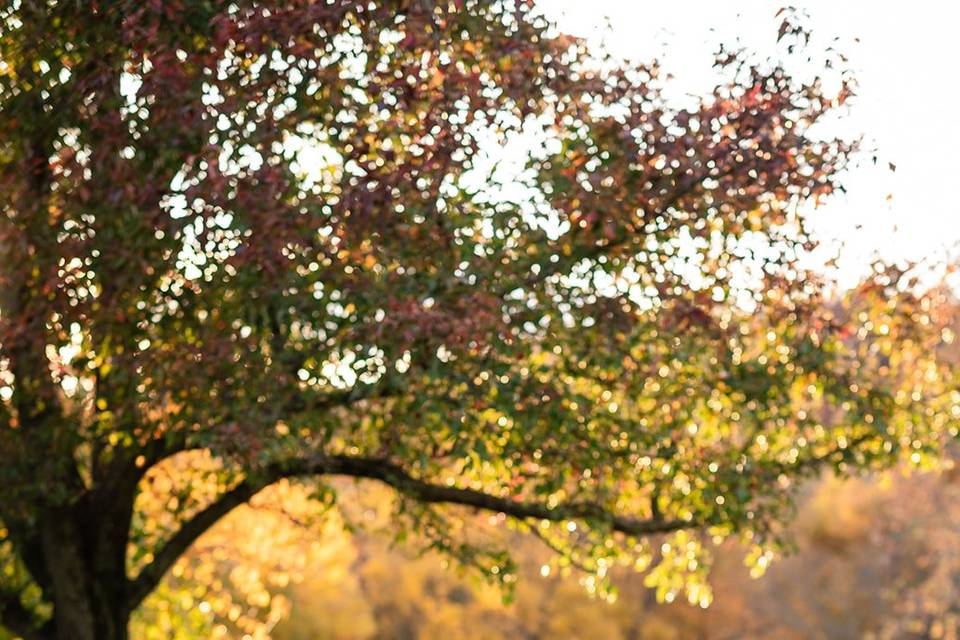 Fall Wedding