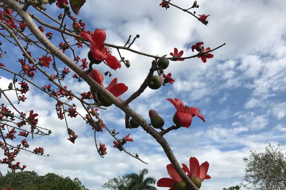 The Red Silk Floss tree.
