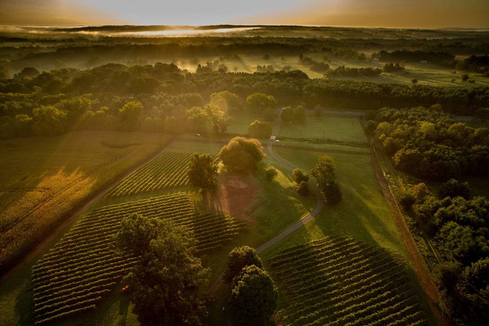 Bleu Frog Vineyards