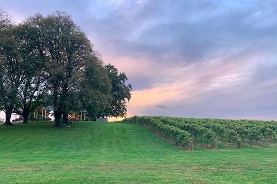 Vineyard views