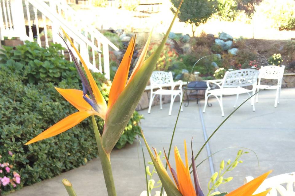 Bird of Paradise