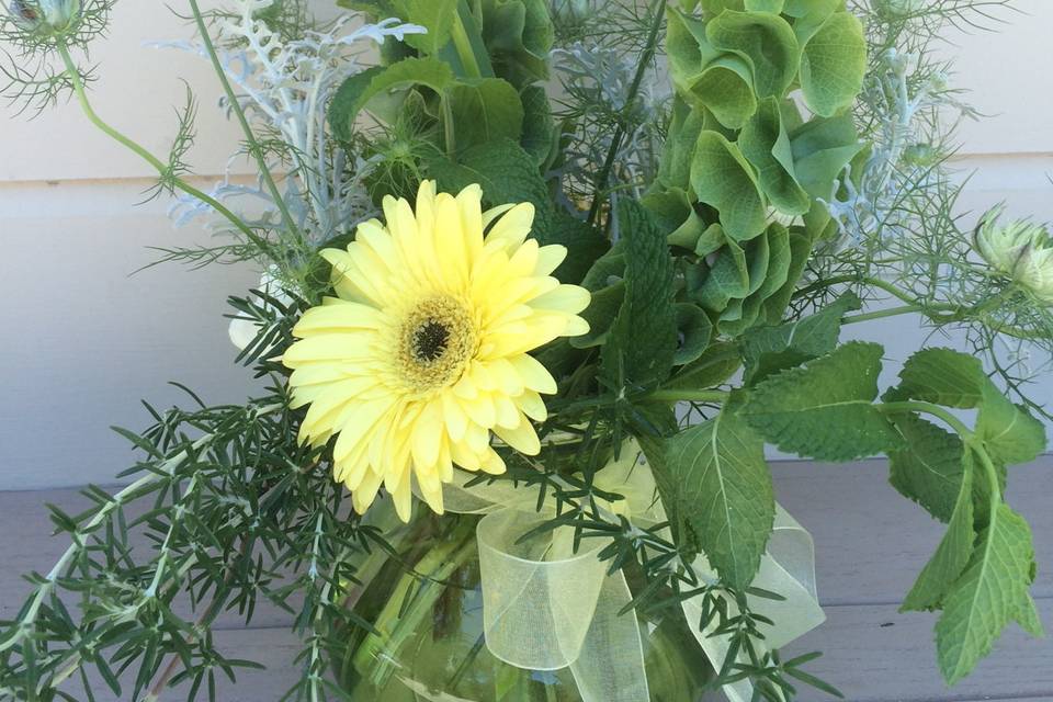 Love-in-a-Mist, Gerbera