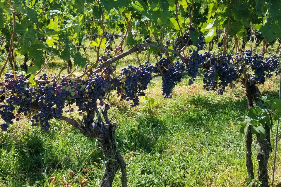 Vineyards in September