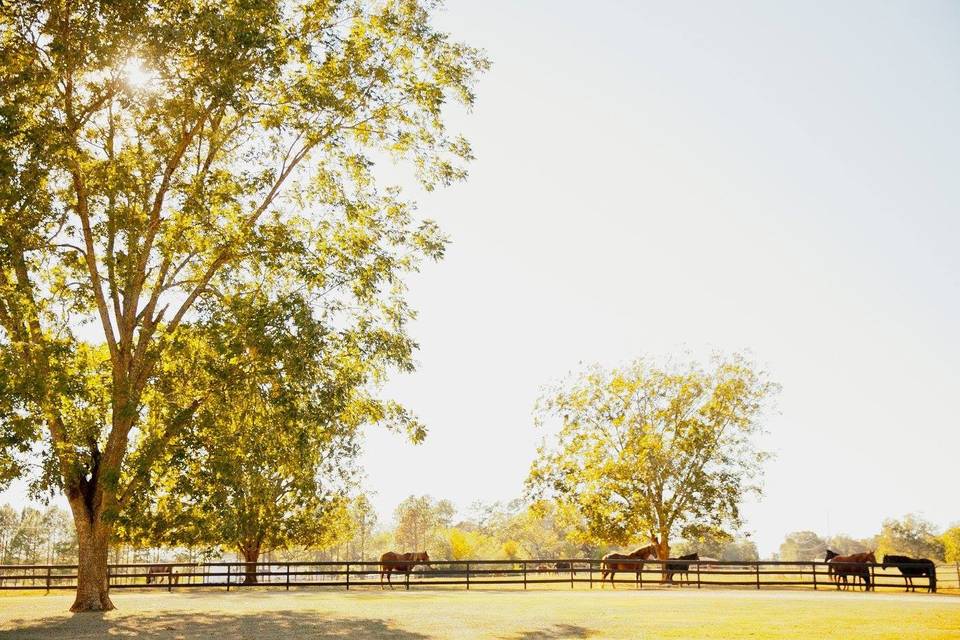 Horse Pasture