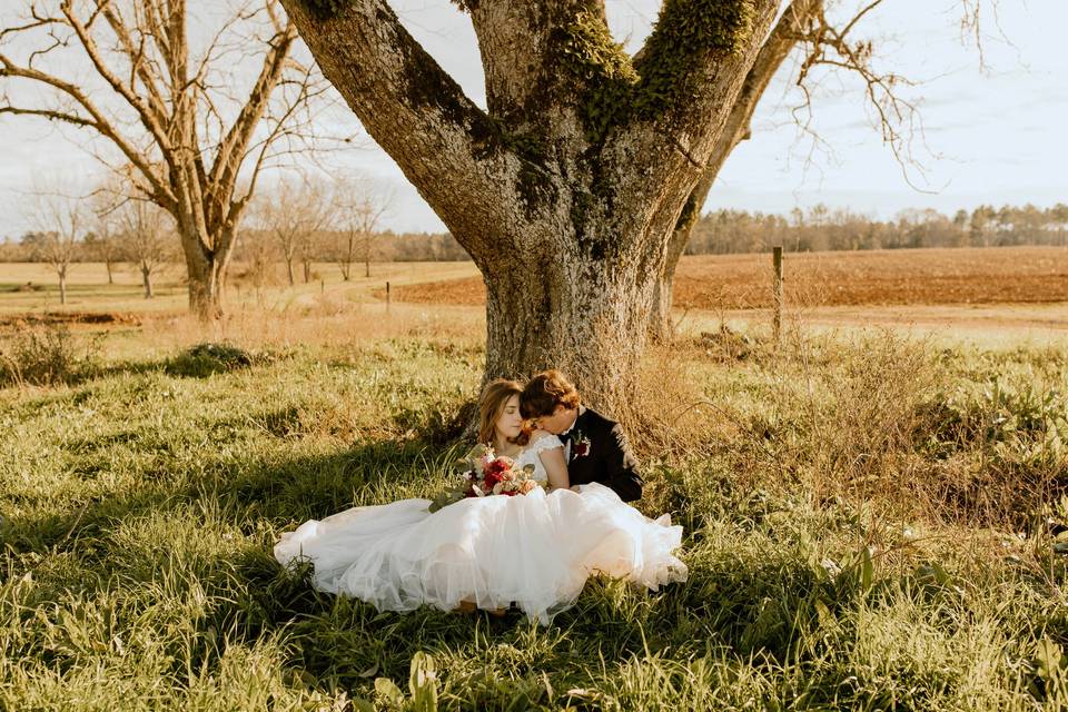 Pecan orchard