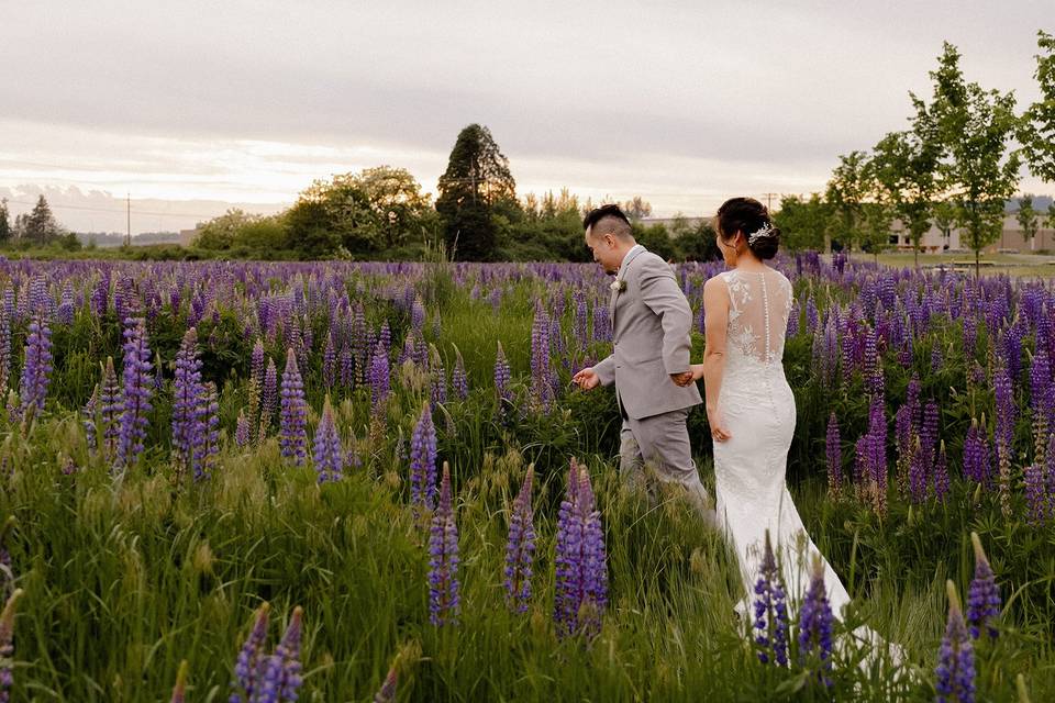 Field Lupine Season