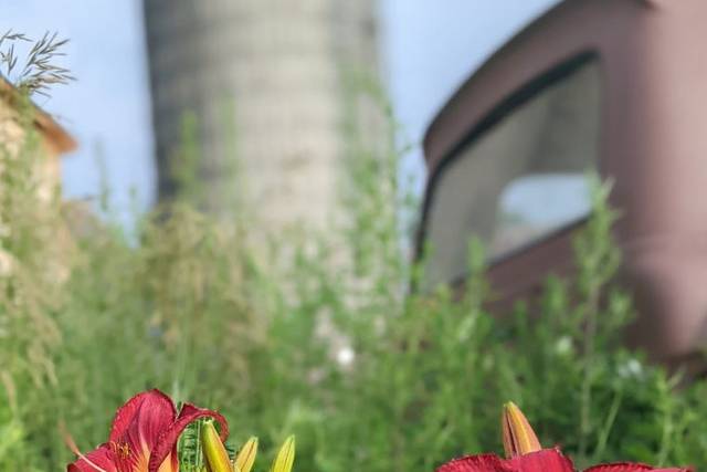 Daylily