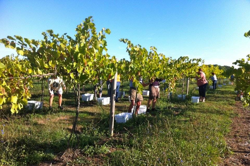 Sleepy Creek Vineyards