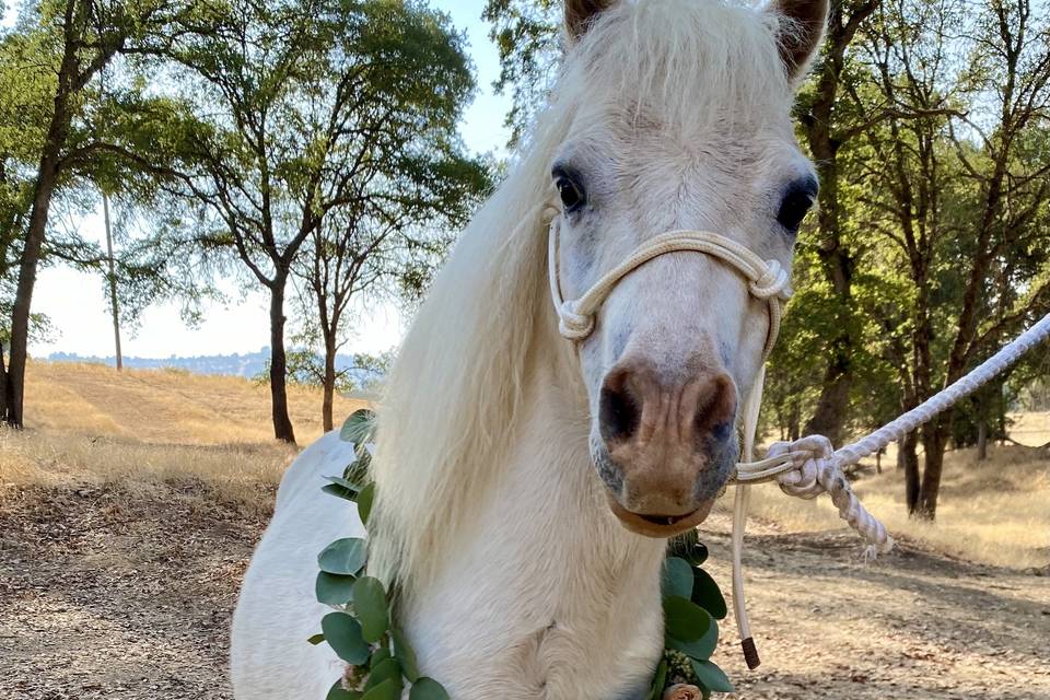 Pony with floral garland