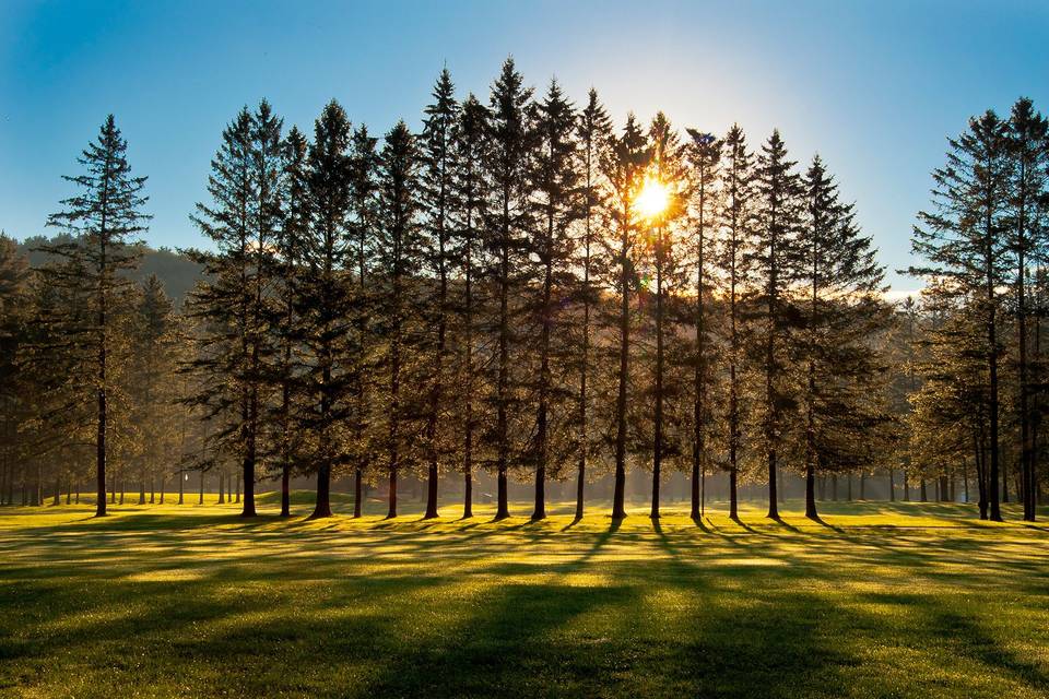 Sunlight seeping through the trees