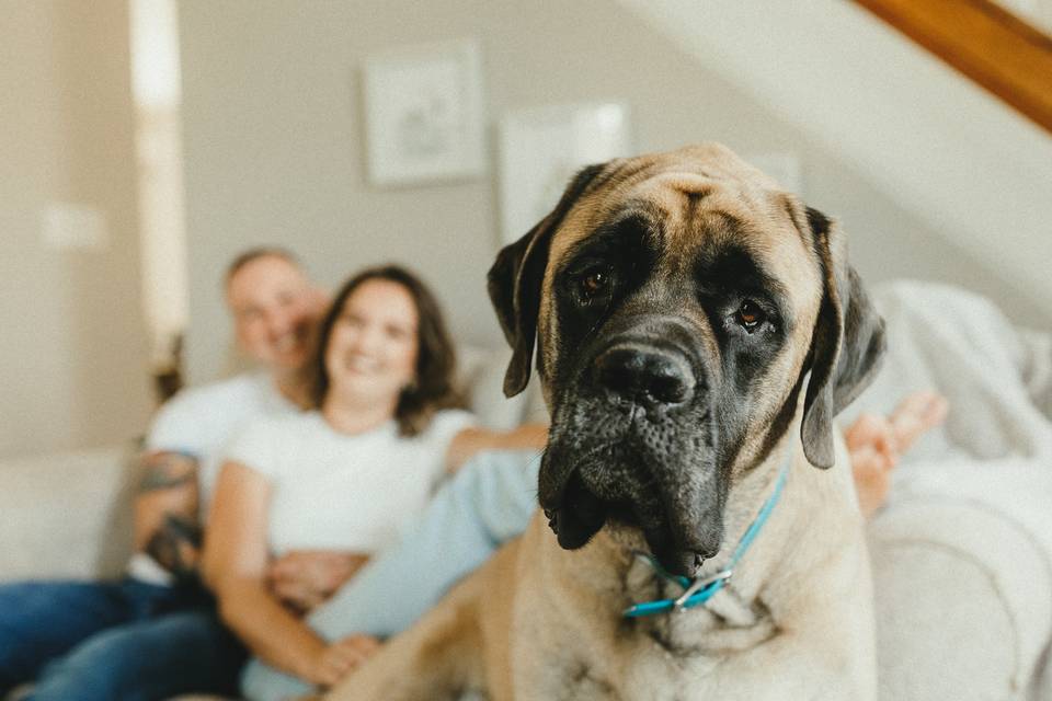 Puppy Engagement