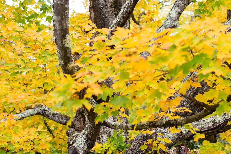 Ceremony Tree