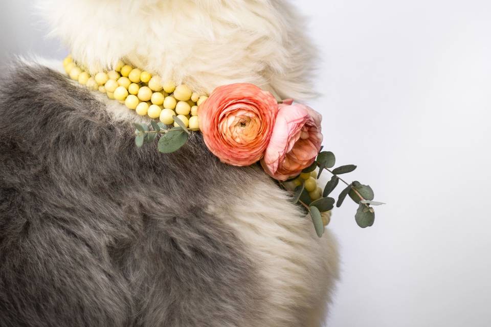 Flower Dog Collar