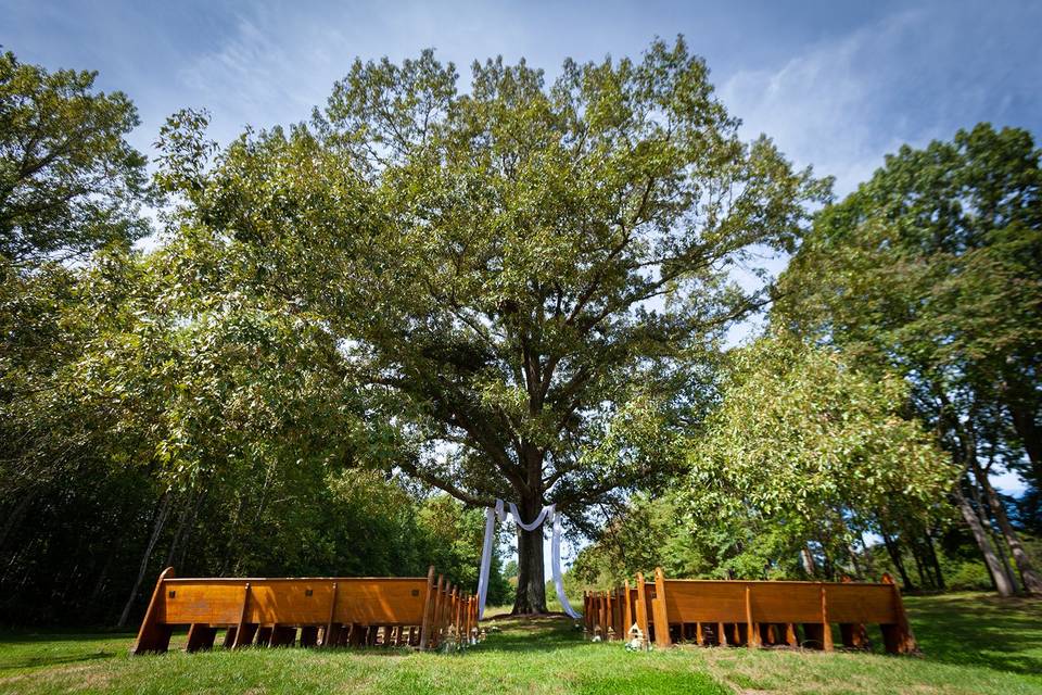 Wedding tree