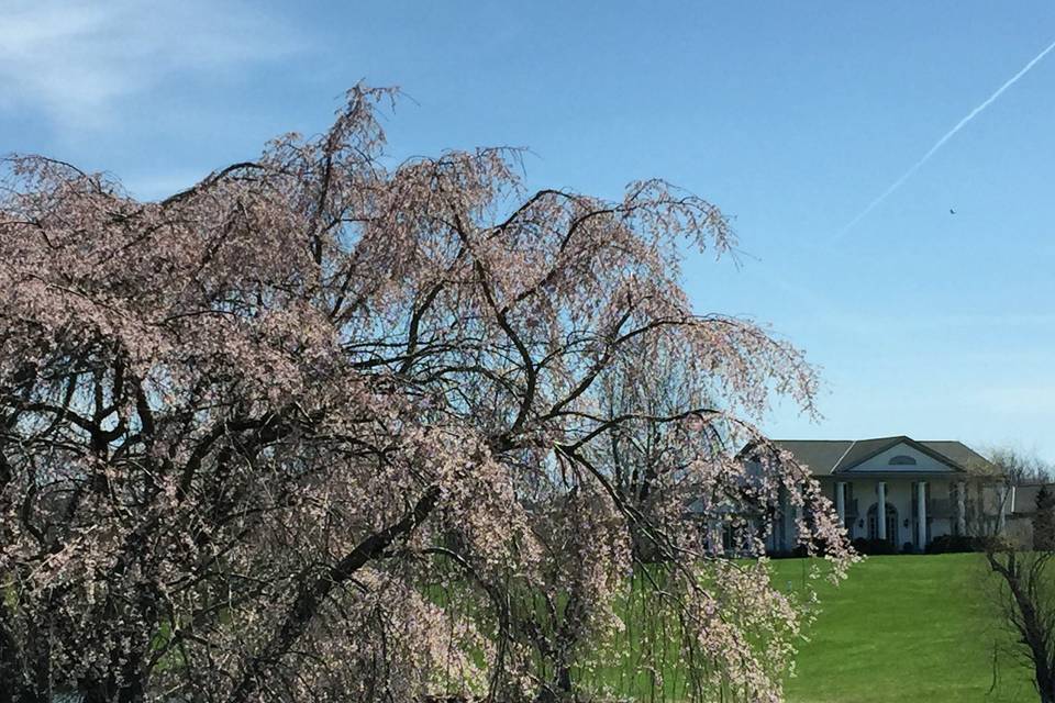 Spring Blossoms Queenslake