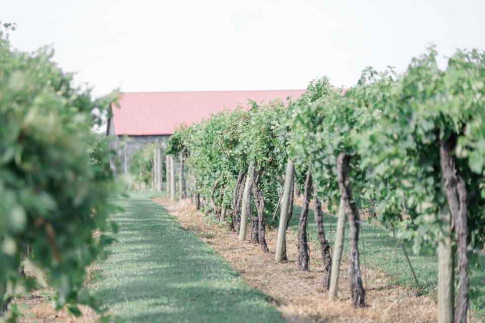 Vineyard