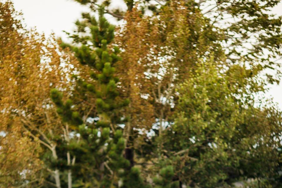 Bride and groom in the trees