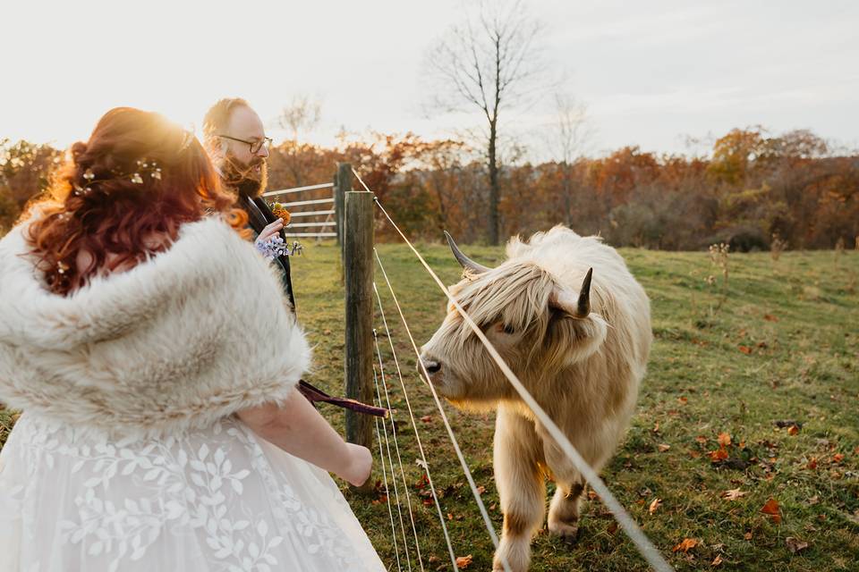 You need a wedding cow.