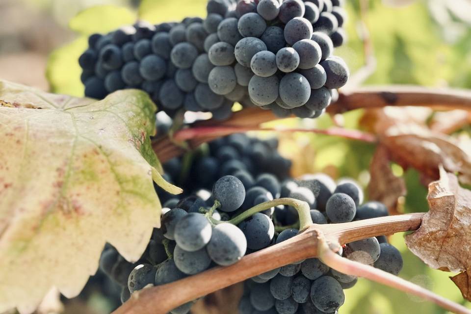 Old Zin grapes