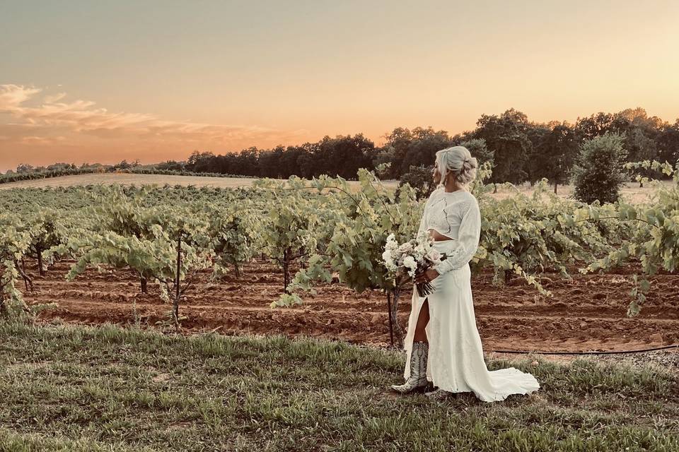 Vineyards at sunset