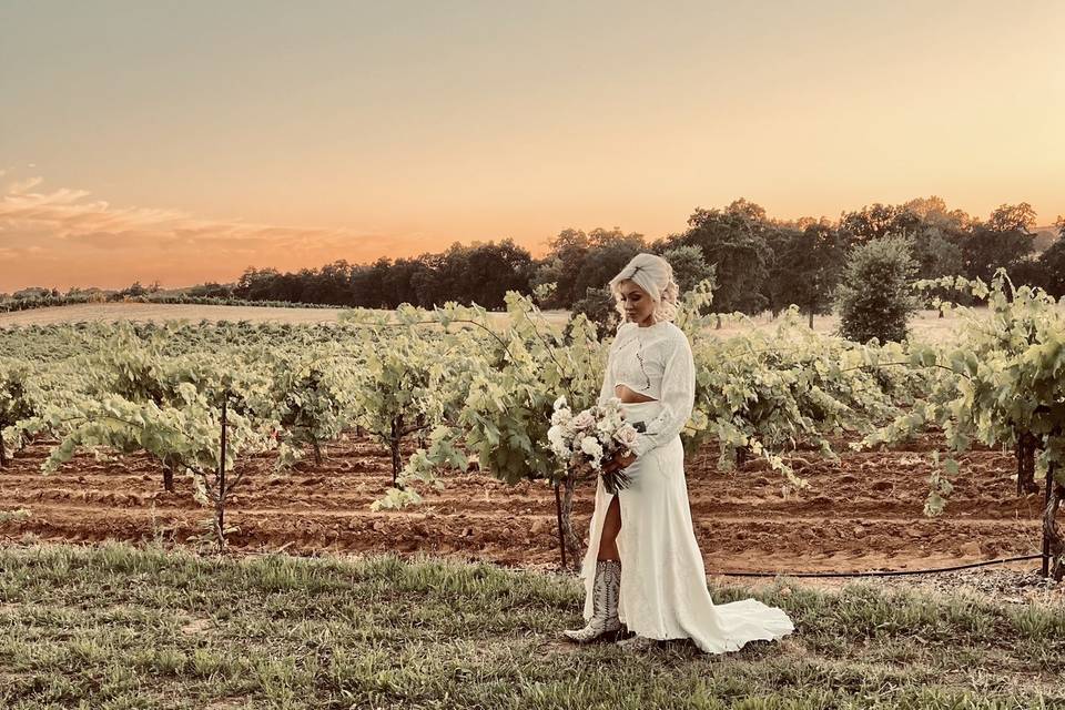 Vineyards at sunset