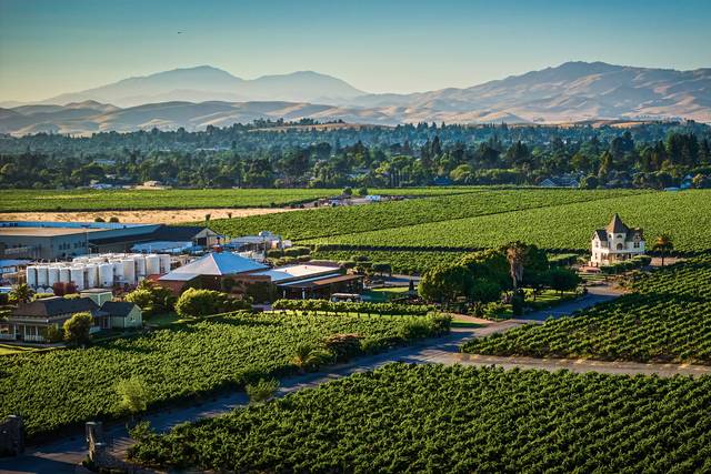 Concannon Vineyard