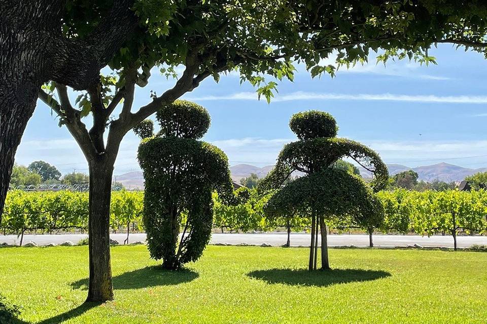 Concannon Vineyard