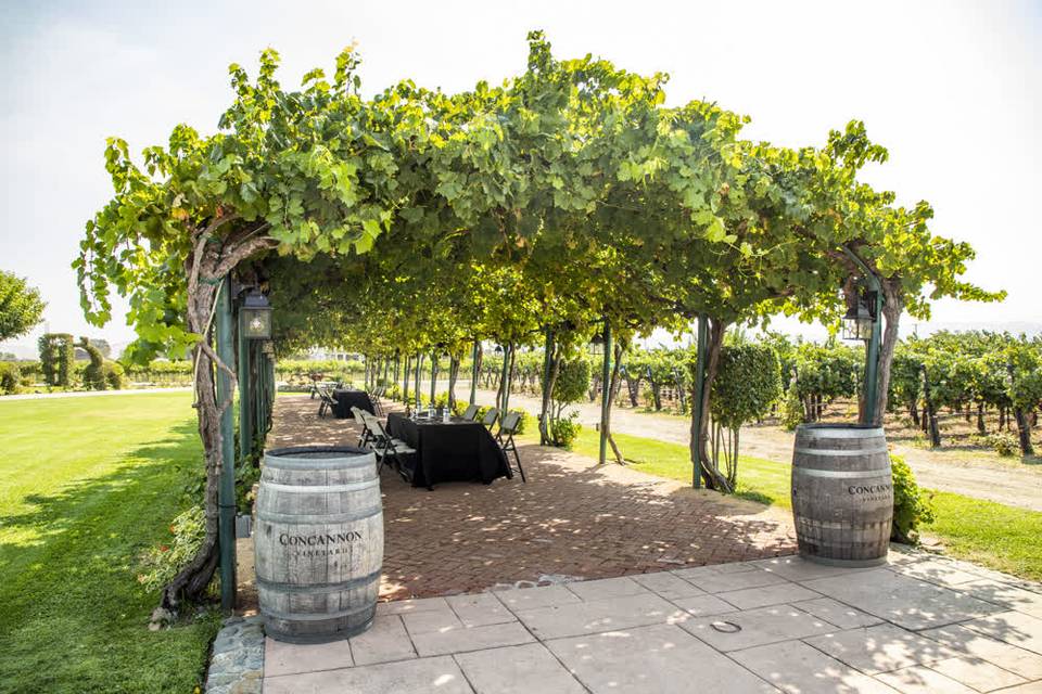 Concannon Vineyard