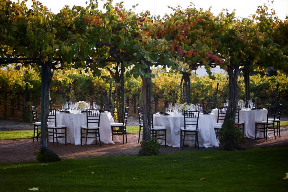 Concannon Vineyard