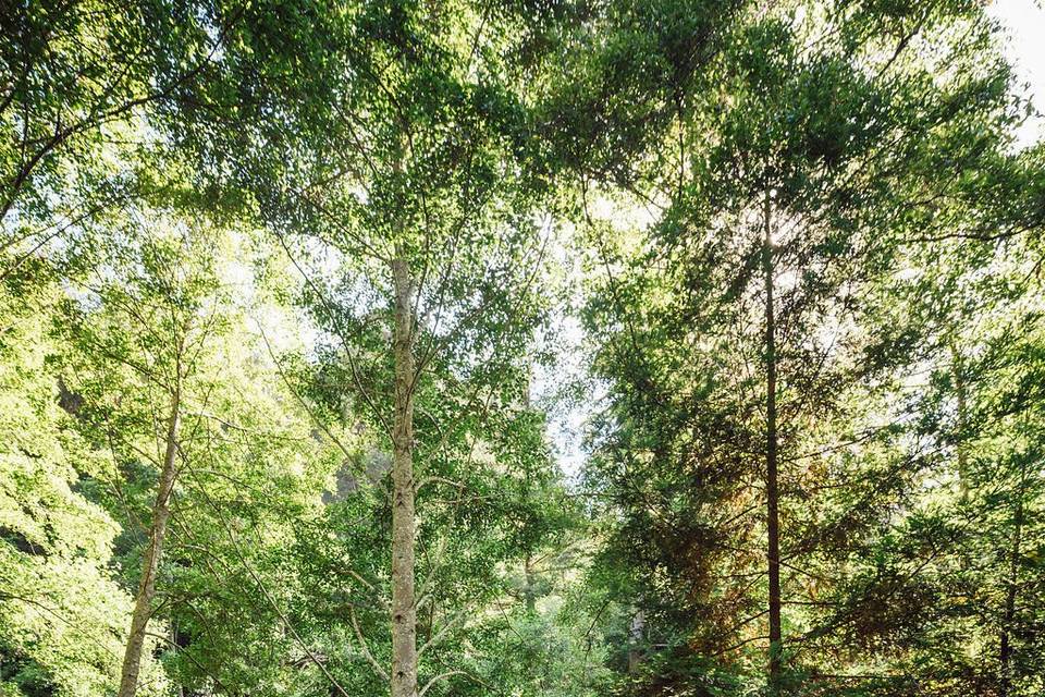 Couple getting married in a forest