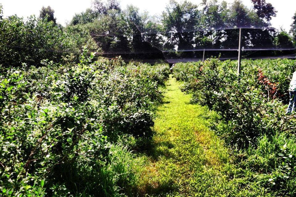 Sunnycrest Farm