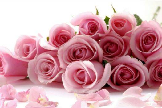 Pink flowers