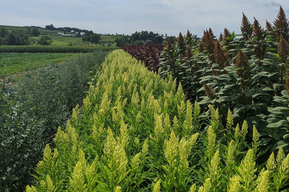 Flower fields