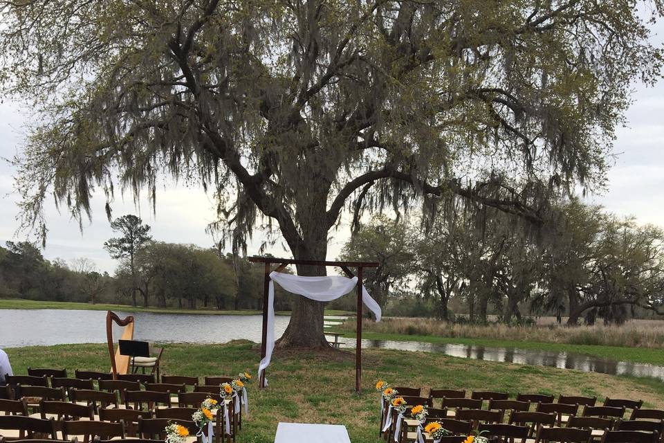 Lovely Live Oak and Moss