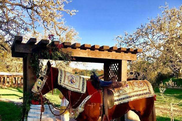 Baraat horse